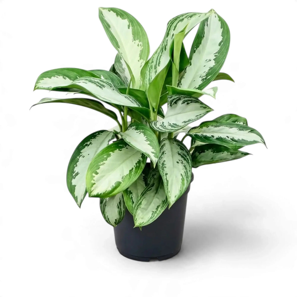 Full Aglaonema 'Diamond Bay' in a black nursery pot, with broad silver-centred leaves
