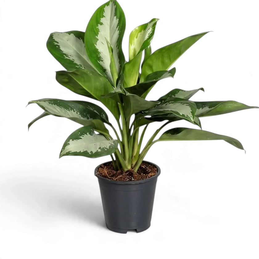 Upright Aglaonema 'Diamond Bay' in a black pot, showing several stems and silver-green leaves