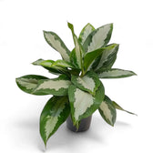 Aglaonema 'Diamond Bay' viewed from above, with patterned leaves spreading around a black pot