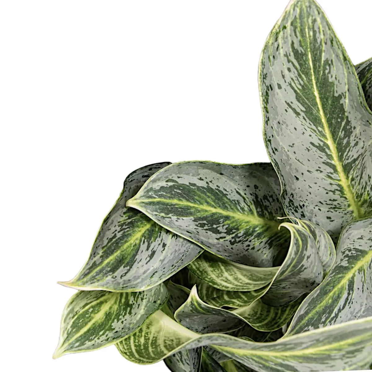 Aglaonema 'Emerald Stone' close-up of leaf on white background.
