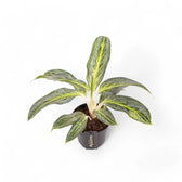 Aglaonema 'Emerald Stone' potted plant in nursery pot on white background.