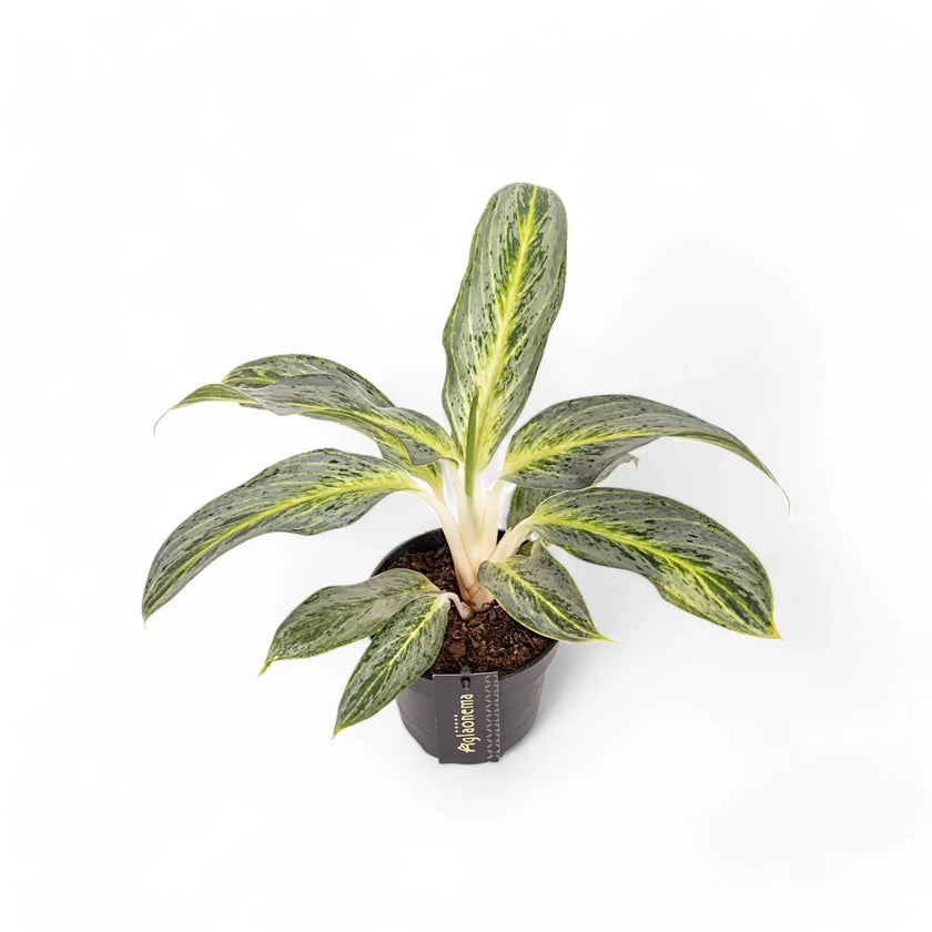Aglaonema 'Emerald Stone' potted plant in nursery pot on white background.