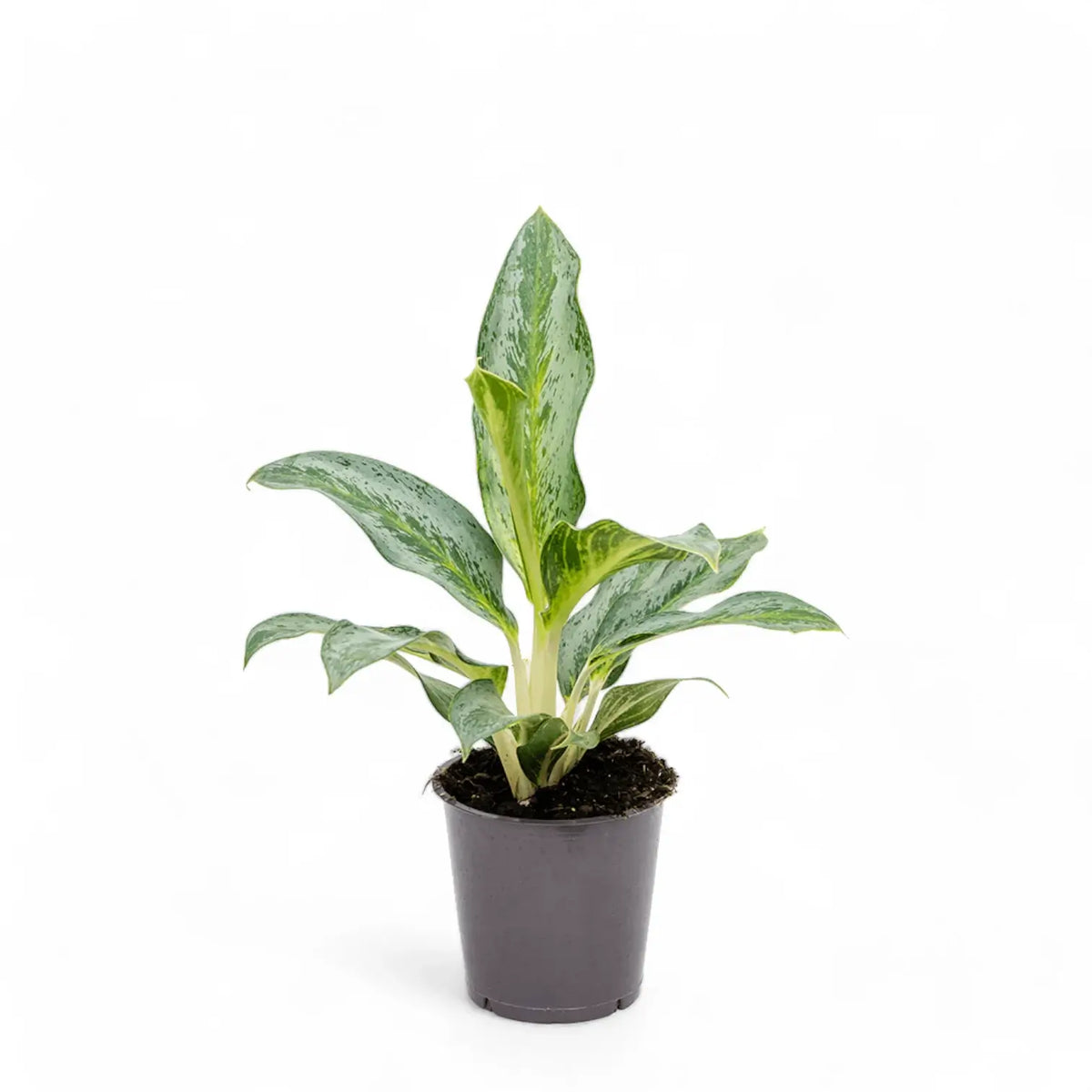 Aglaonema 'Emerald Stone' potted plant in nursery pot on white background.
