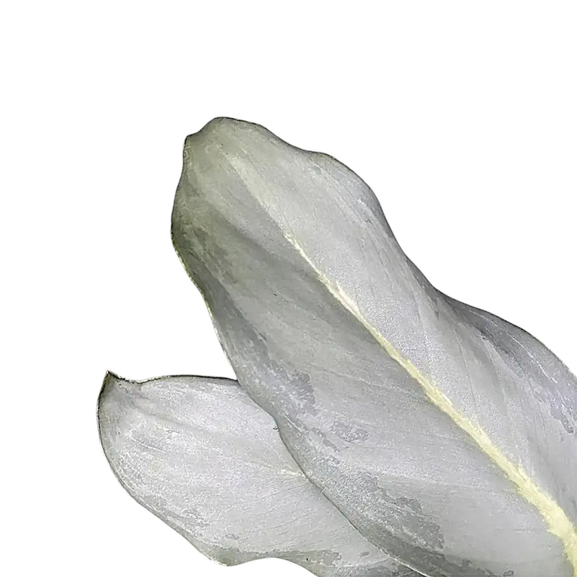 Aglaonema 'Ghost' – Blattdetail vor weißem Hintergrund..