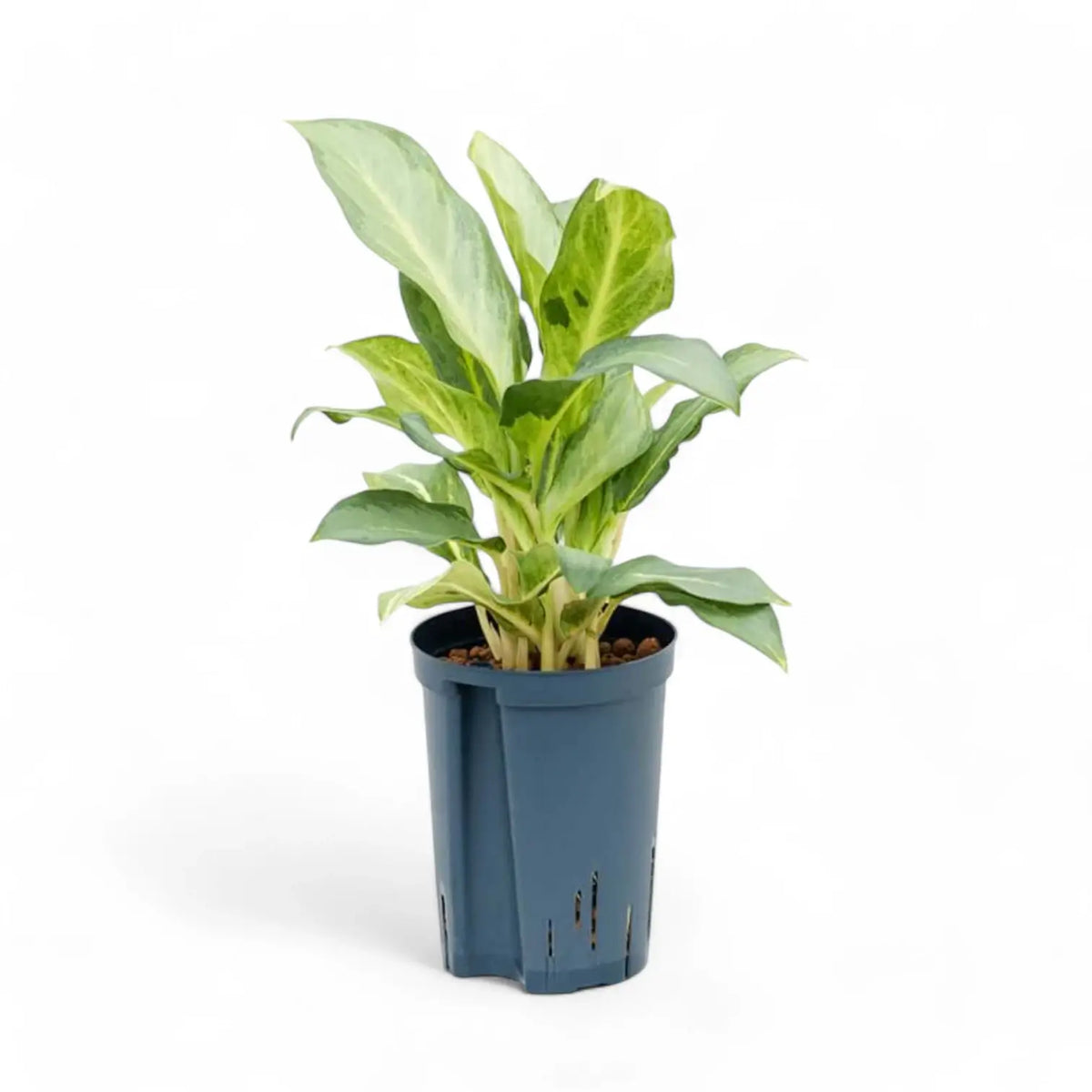 Aglaonema 'Ghost' Zimmerpflanze im Anzuchttopf vor weißem Hintergrund, Produktfoto 2.