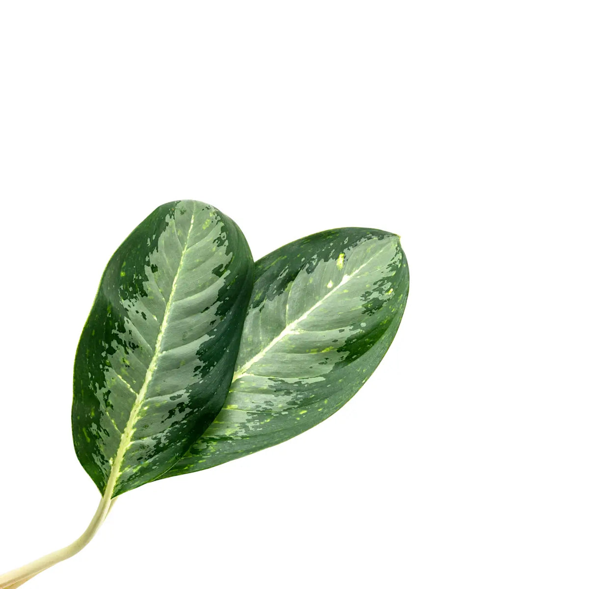 Aglaonema 'Golden Bay' – Blattdetail vor weißem Hintergrund..