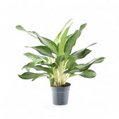 Aglaonema 'Golden Bay' Zimmerpflanze im Anzuchttopf vor weißem Hintergrund, Produktfoto 3.