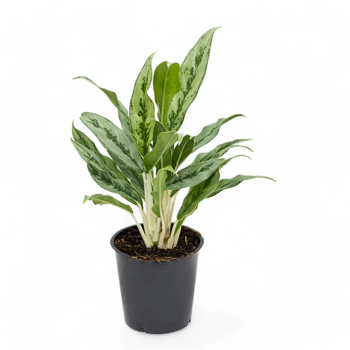 Aglaonema 'Greyhound' potted plant in nursery pot on white background.
