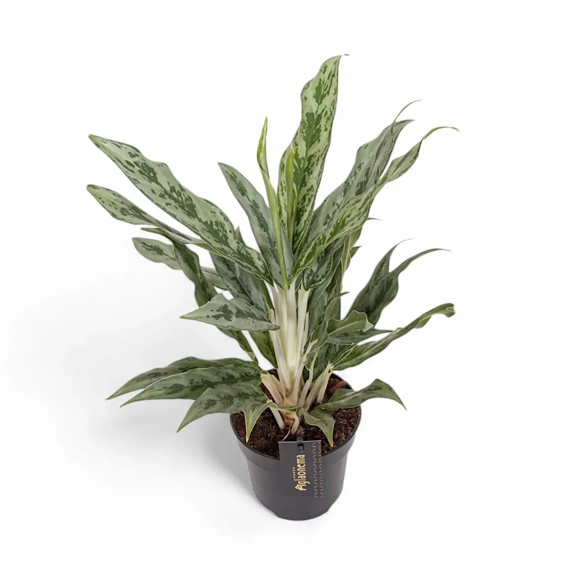 Aglaonema 'Greyhound' potted plant in nursery pot on white background.