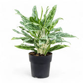 Aglaonema 'Greyhound' potted plant in nursery pot on white background.