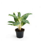Aglaonema 'Ivy Green' potted plant in nursery pot on white background.