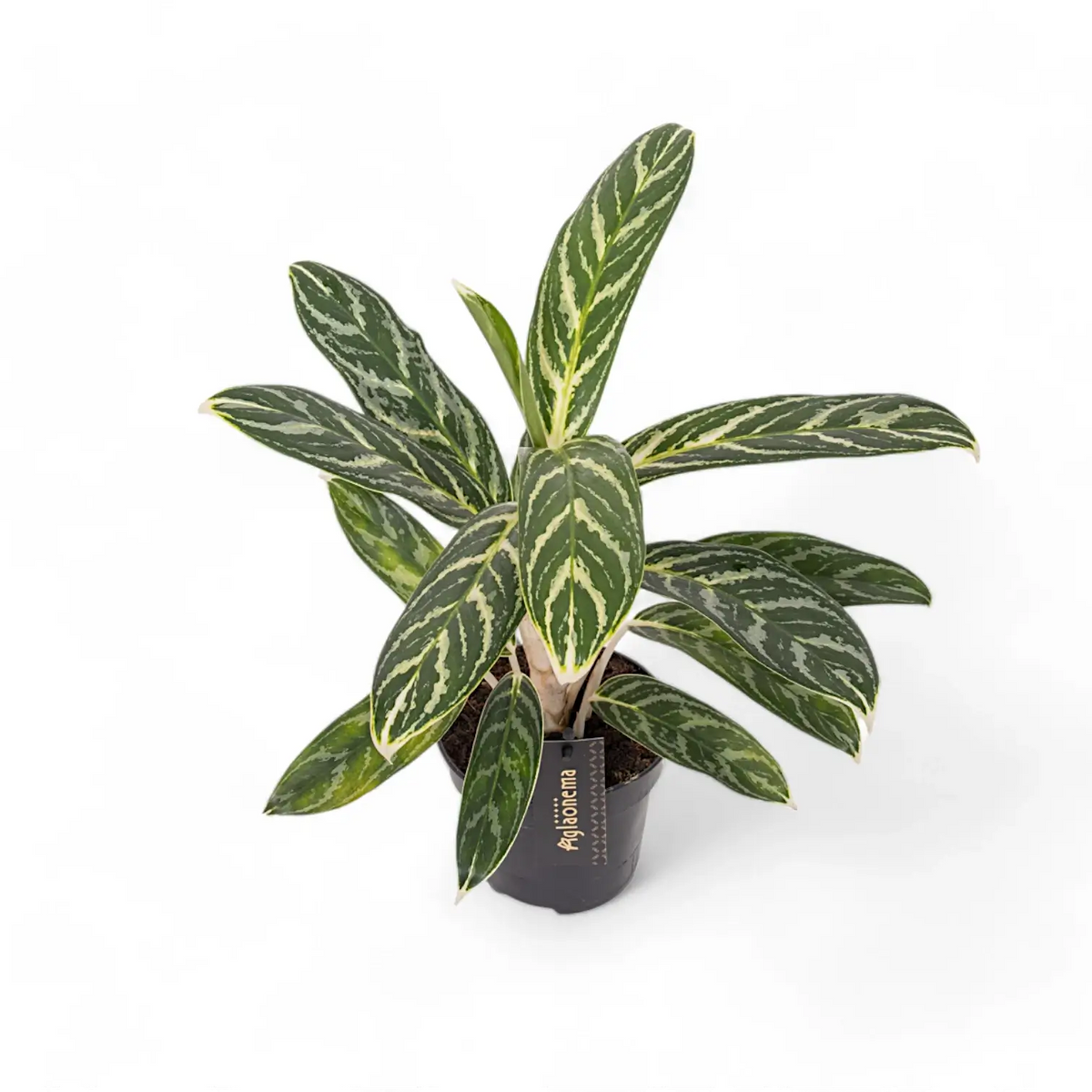 Aglaonema 'Ivy Green' potted plant in nursery pot on white background.
