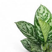 Aglaonema 'Jungle Silver' close-up of leaf on white background.