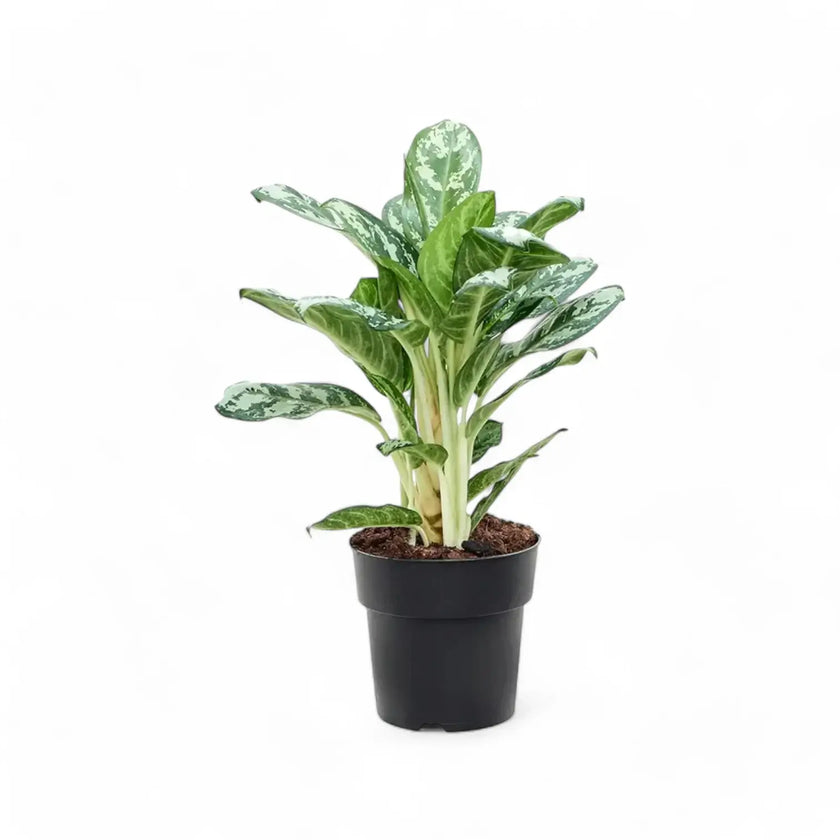 Aglaonema 'Jungle Silver' potted plant in nursery pot on white background.