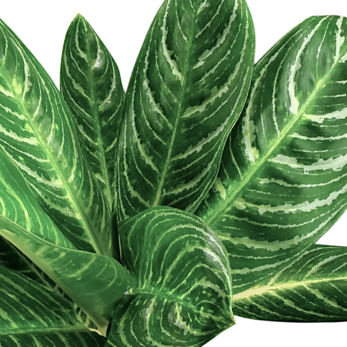 Aglaonema 'Key Lime' close-up of leaf on white background.