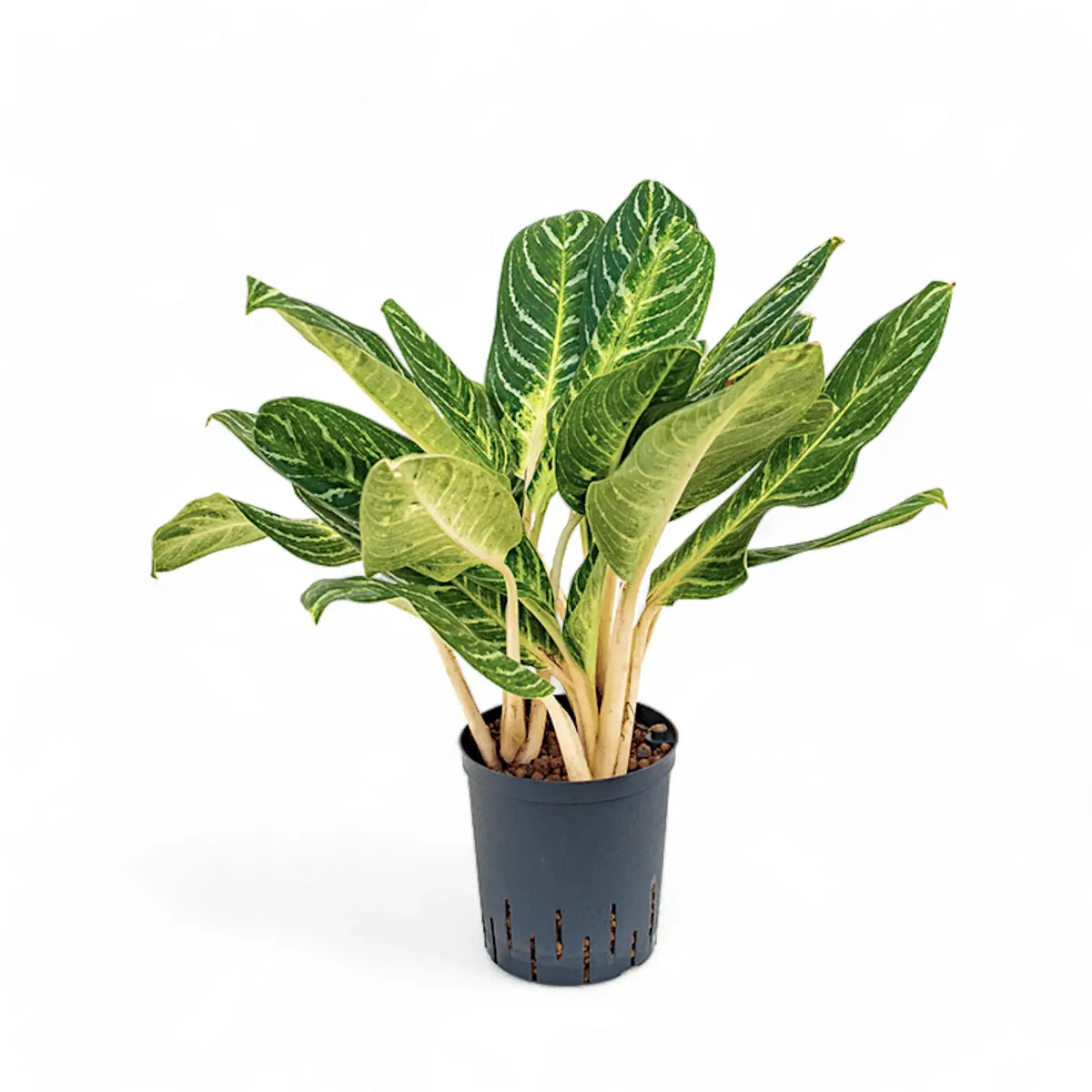 Aglaonema 'Key Lime' potted plant in nursery pot on white background.