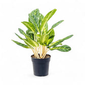 Aglaonema 'Key Lime' potted plant in nursery pot on white background.