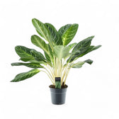 Aglaonema 'Key Lime' potted plant in nursery pot on white background.