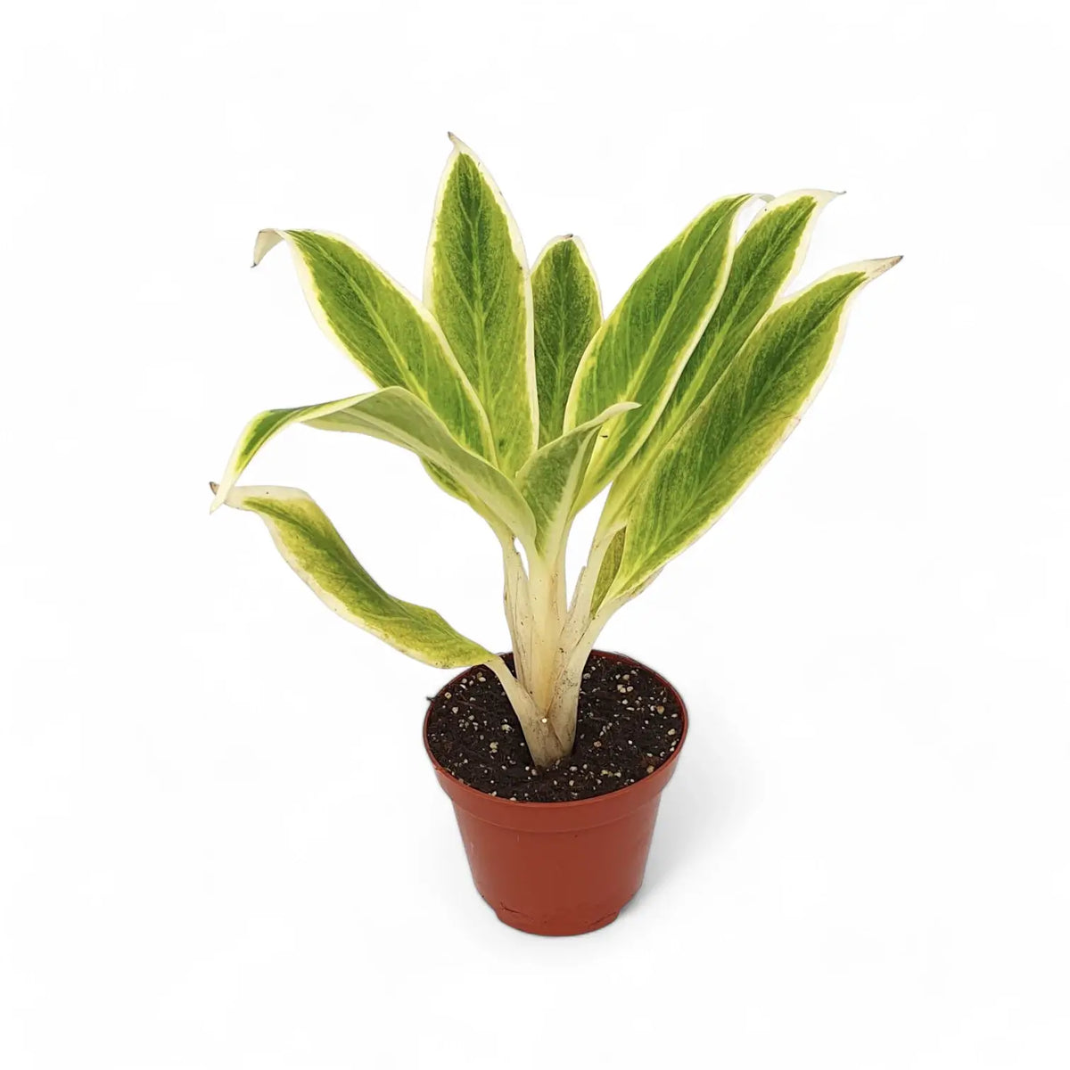 Aglaonema 'Lipstick Green' potted plant in nursery pot on white background.