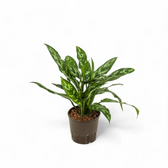 Aglaonema 'Maria' – Topfpflanze im Kulturtopf vor weißem Hintergrund, Produktfoto 4.
