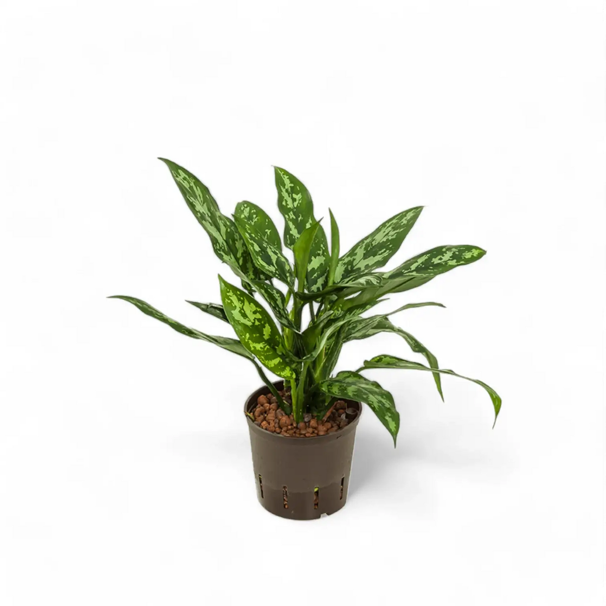 Aglaonema 'Maria' – Topfpflanze im Kulturtopf vor weißem Hintergrund, Produktfoto 4.