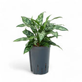 Aglaonema 'Maria' – Topfpflanze im Kulturtopf vor weißem Hintergrund, Produktfoto 5.