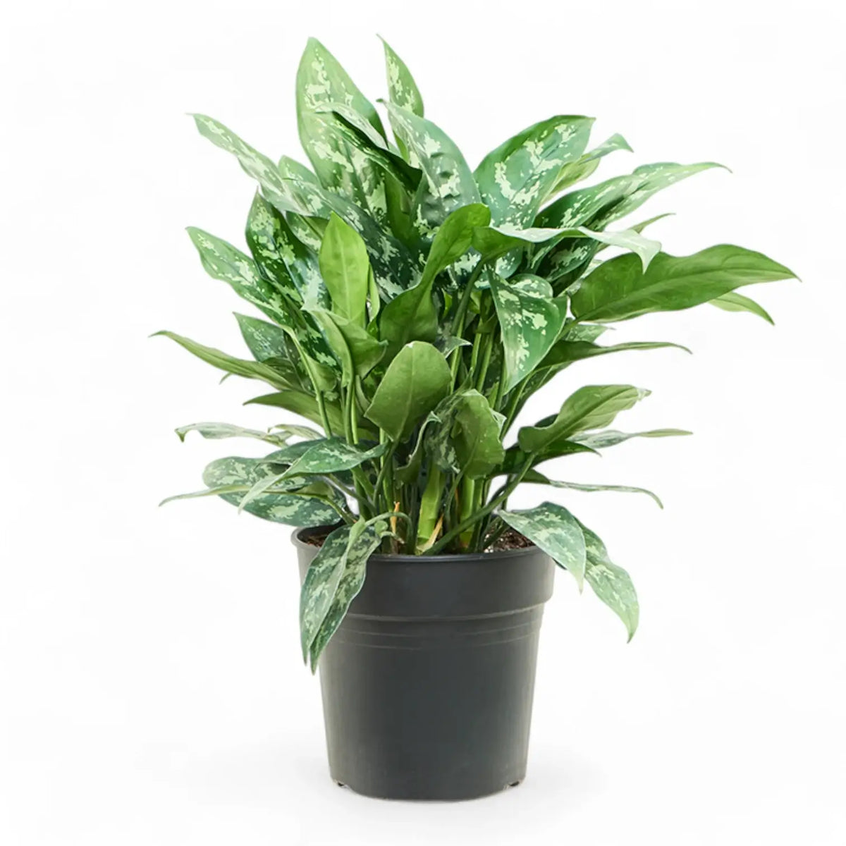 Aglaonema 'Maria' – Topfpflanze im Kulturtopf vor weißem Hintergrund, Produktfoto 8.