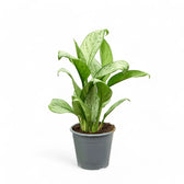 Aglaonema 'Maria Christina' – Topfpflanze im Kulturtopf vor weißem Hintergrund, Produktfoto 2.