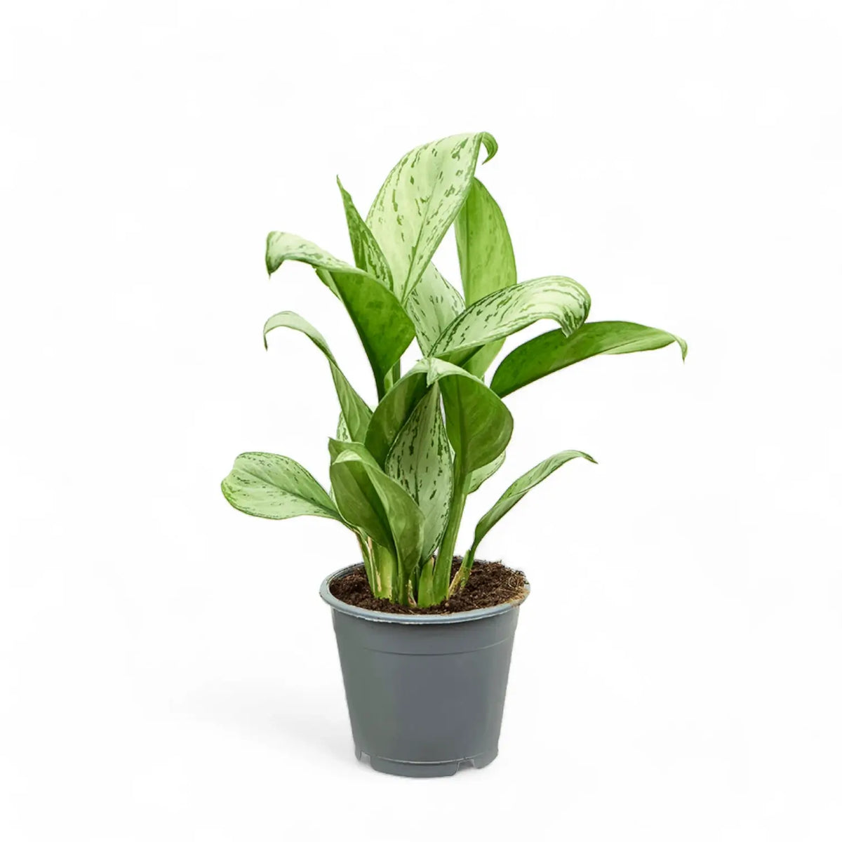 Aglaonema 'Maria Christina' – Topfpflanze im Kulturtopf vor weißem Hintergrund, Produktfoto 2.