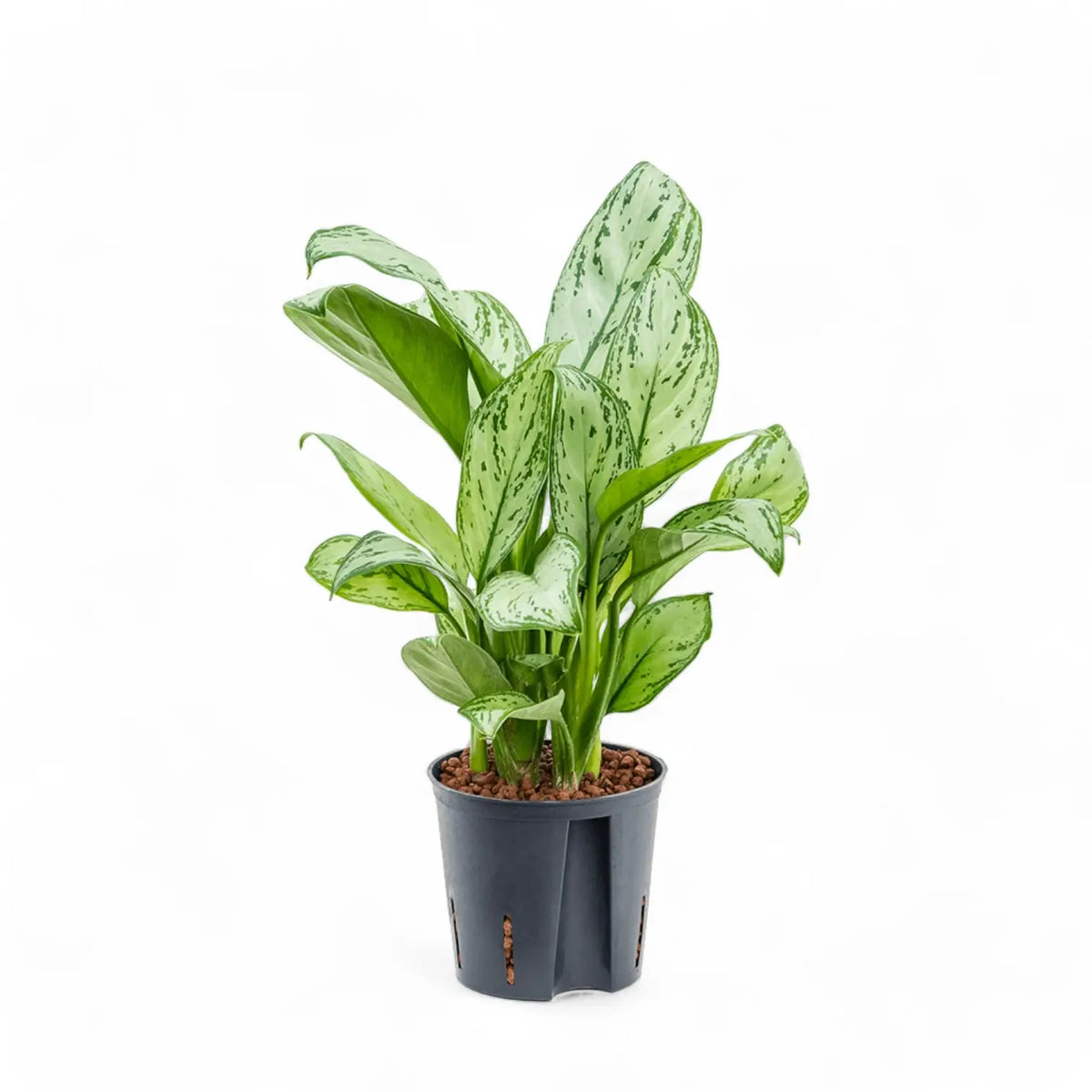 Aglaonema 'Maria Christina' – Topfpflanze im Kulturtopf vor weißem Hintergrund, Produktfoto 3.