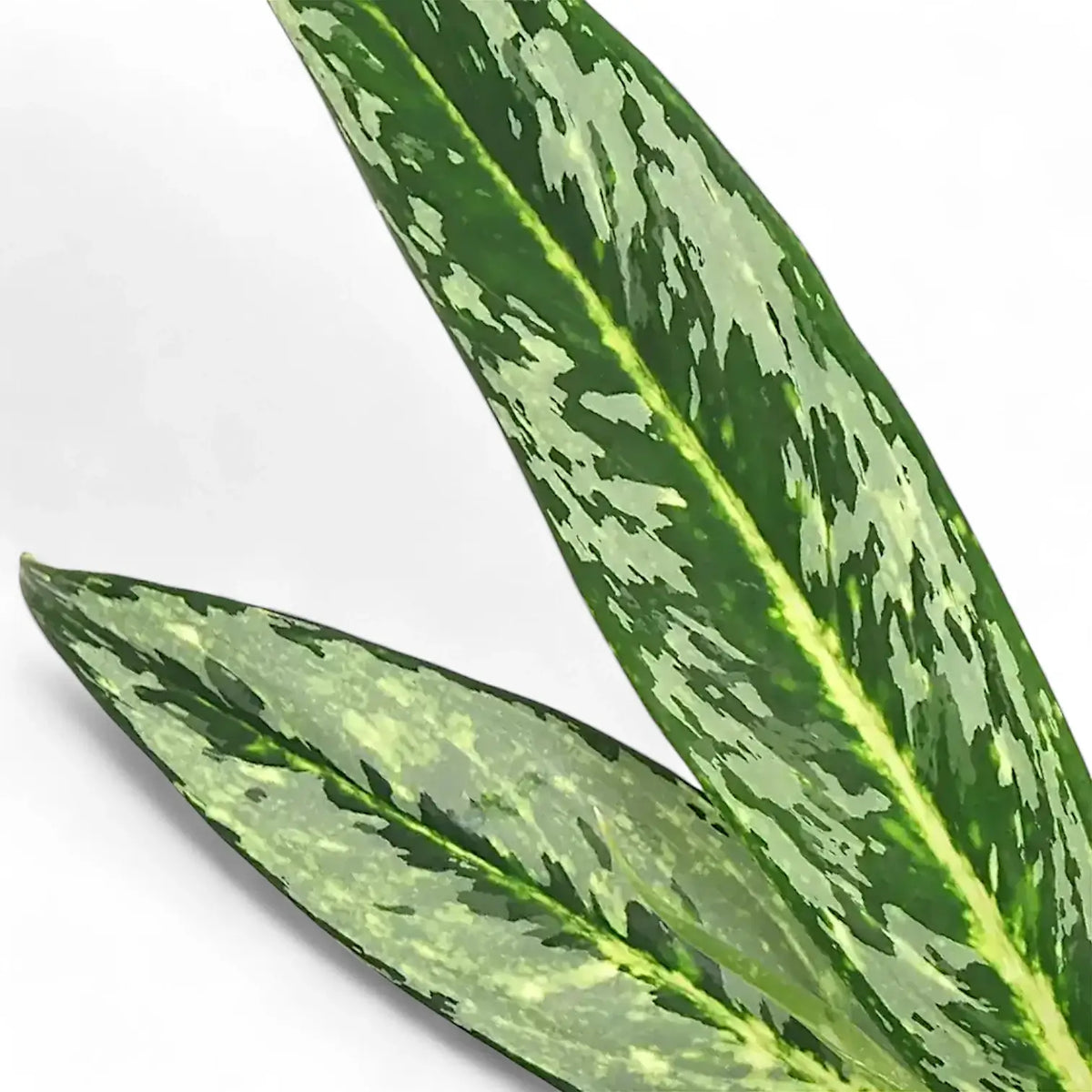 Aglaonema 'Matcha Lemon' – Blattdetail vor weißem Hintergrund..