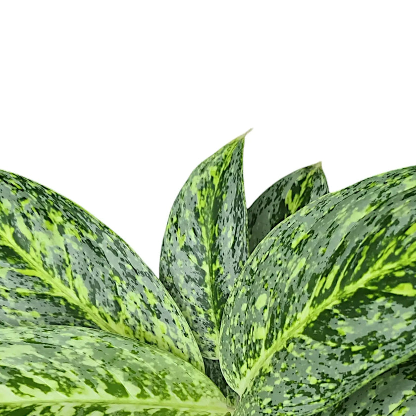 Aglaonema 'Milky way' – Blattdetail vor weißem Hintergrund..