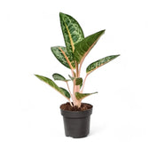 Aglaonema 'Orange Flame' – Topfpflanze im Kulturtopf vor weißem Hintergrund, Produktfoto 2.