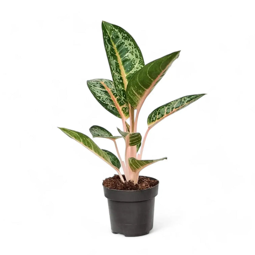 Aglaonema 'Orange Flame' – Topfpflanze im Kulturtopf vor weißem Hintergrund, Produktfoto 2.