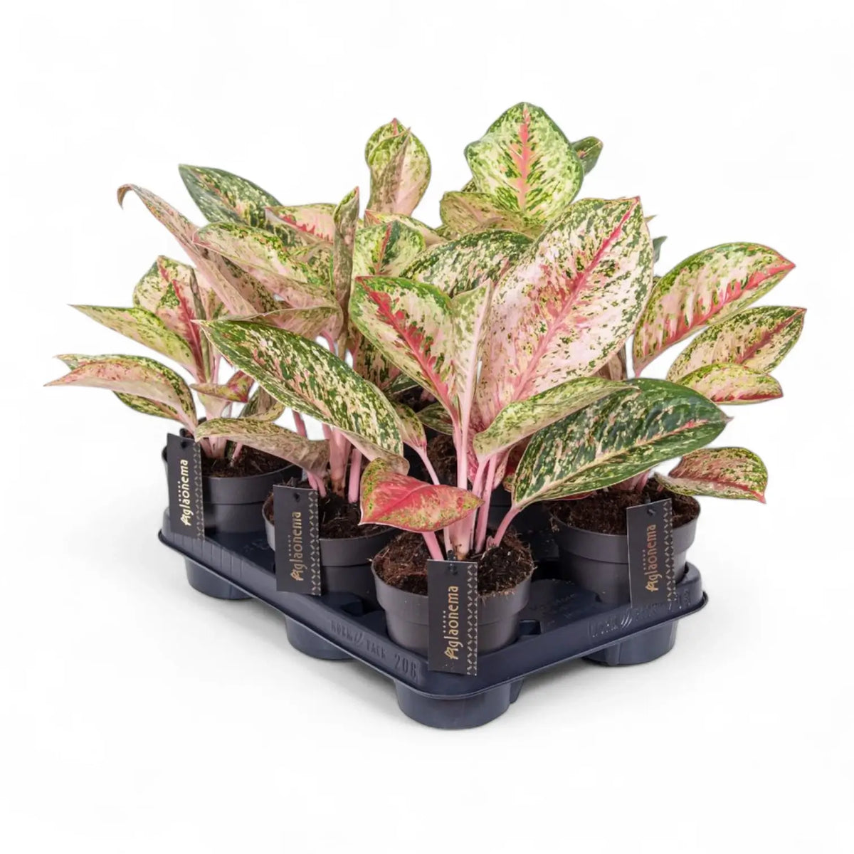Aglaonema 'Painted Celebration' – Topfpflanze im Kulturtopf vor weißem Hintergrund, Produktfoto 3.