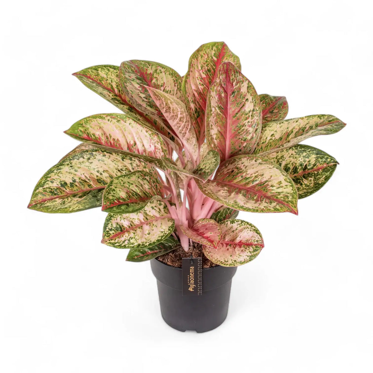 Aglaonema 'Painted Celebration' – Topfpflanze im Kulturtopf vor weißem Hintergrund, Produktfoto 5.