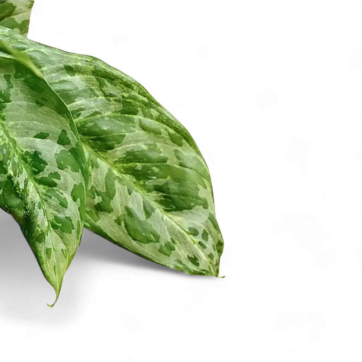 Aglaonema 'Pearl' leaf detail on white background.