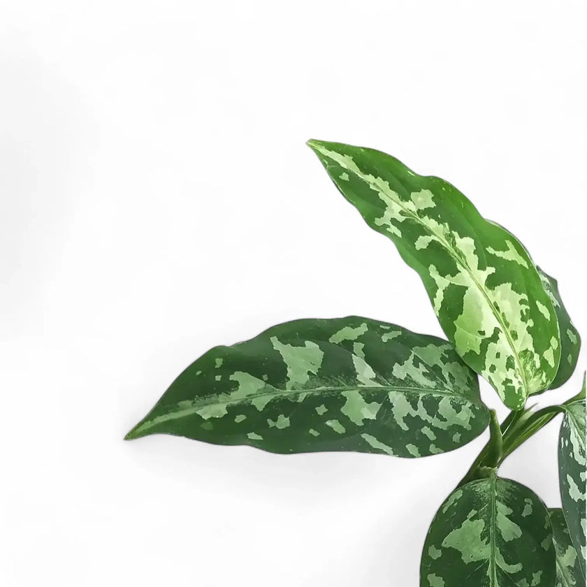 Aglaonema pictum bicolor – Blattdetail vor weißem Hintergrund..