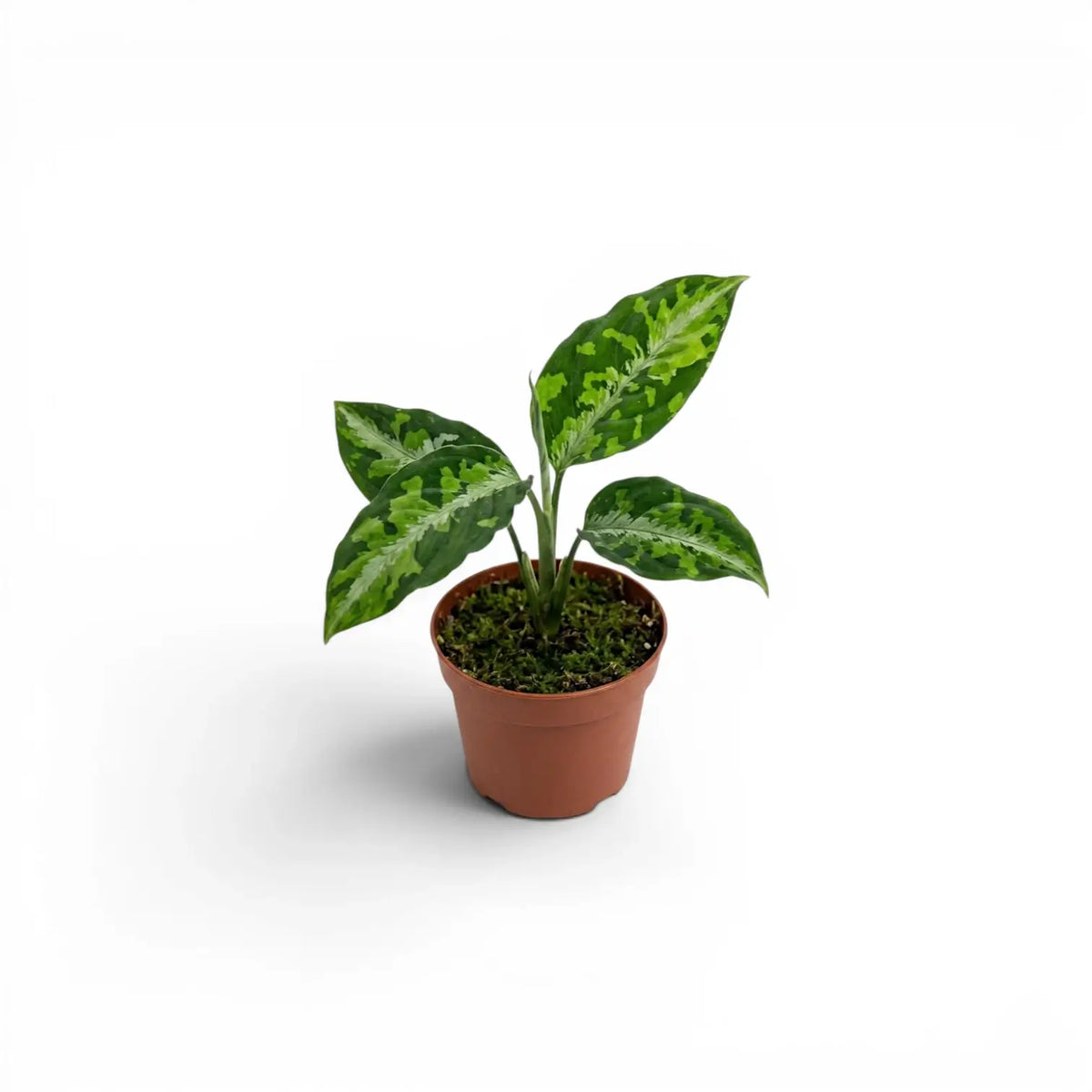 Aglaonema pictum 'Tricolor' baby plant in a nursery pot.