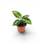 Aglaonema pictum 'Tricolor' baby plant in a nursery pot.