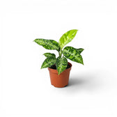Aglaonema pictum 'Tricolor' baby plant in a nursery pot.