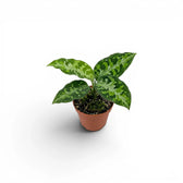 Aglaonema pictum 'Tricolor' baby plant in a nursery pot.
