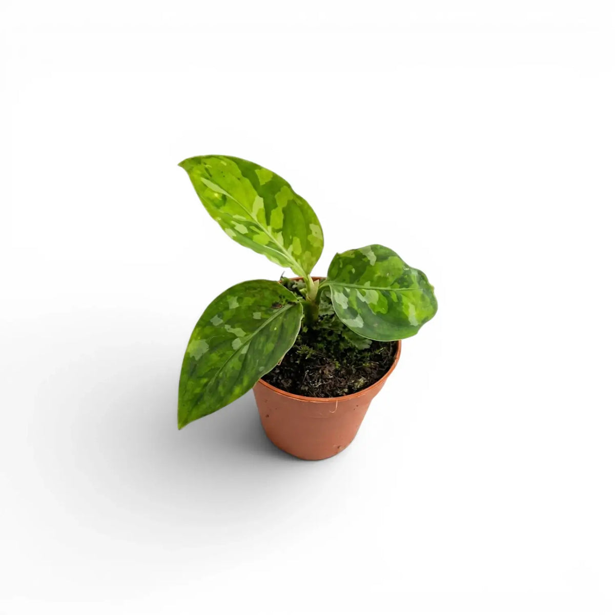 Aglaonema pictum 'Tricolor' baby plant in a nursery pot.