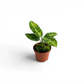 Aglaonema pictum 'Tricolor' baby plant in a nursery pot.