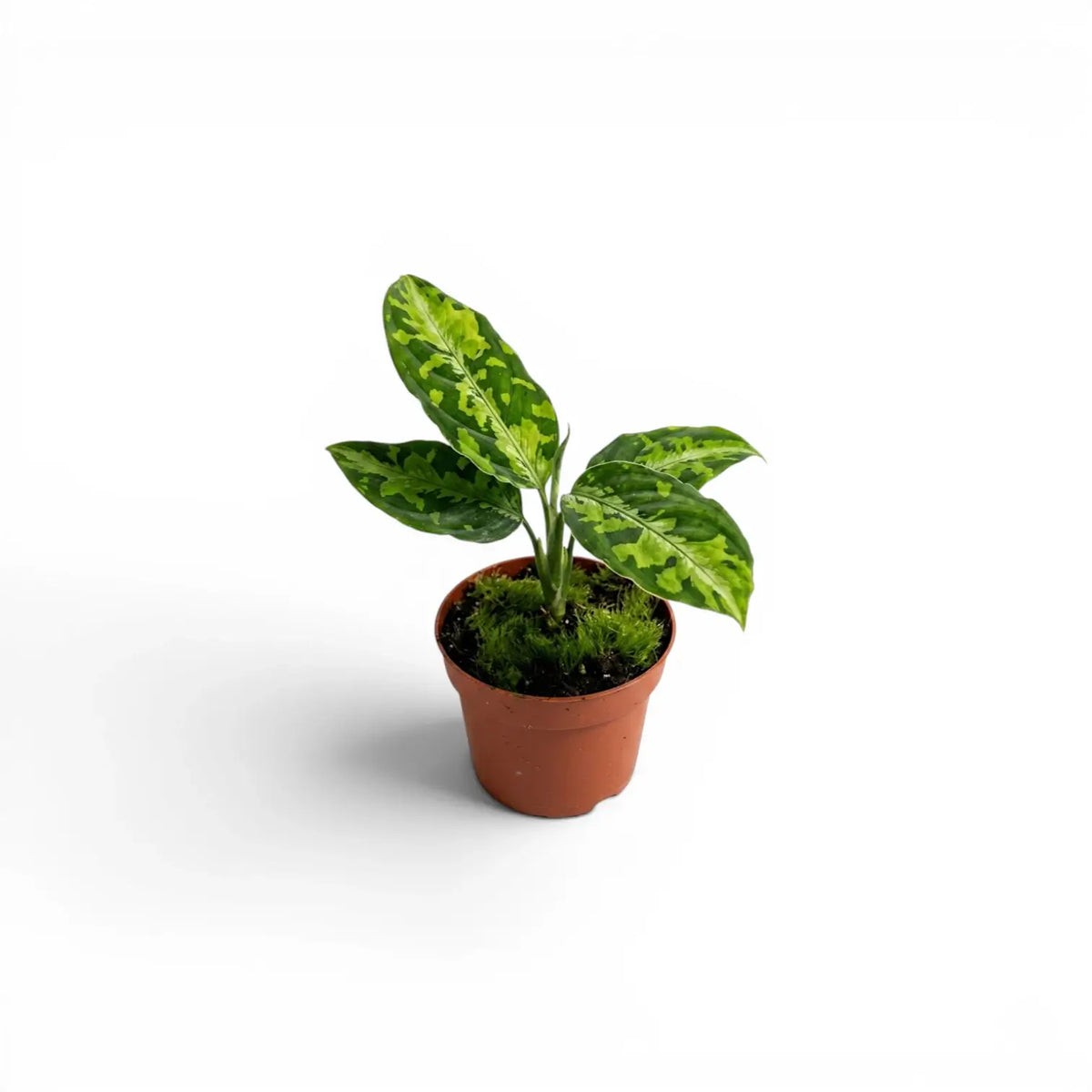 Aglaonema pictum 'Tricolor' baby plant in a nursery pot.
