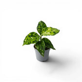 Aglaonema pictum 'Tricolor' baby plant in a nursery pot.