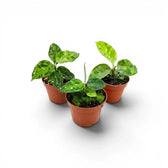 Aglaonema pictum 'Tricolor' baby plant in a nursery pot.