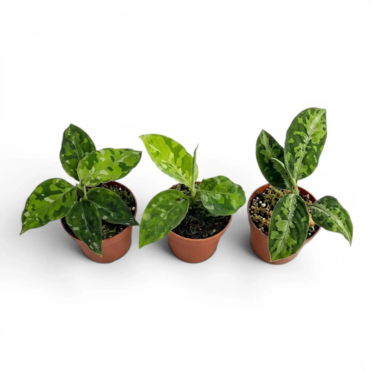 Aglaonema pictum 'Tricolor' baby plant in a nursery pot.