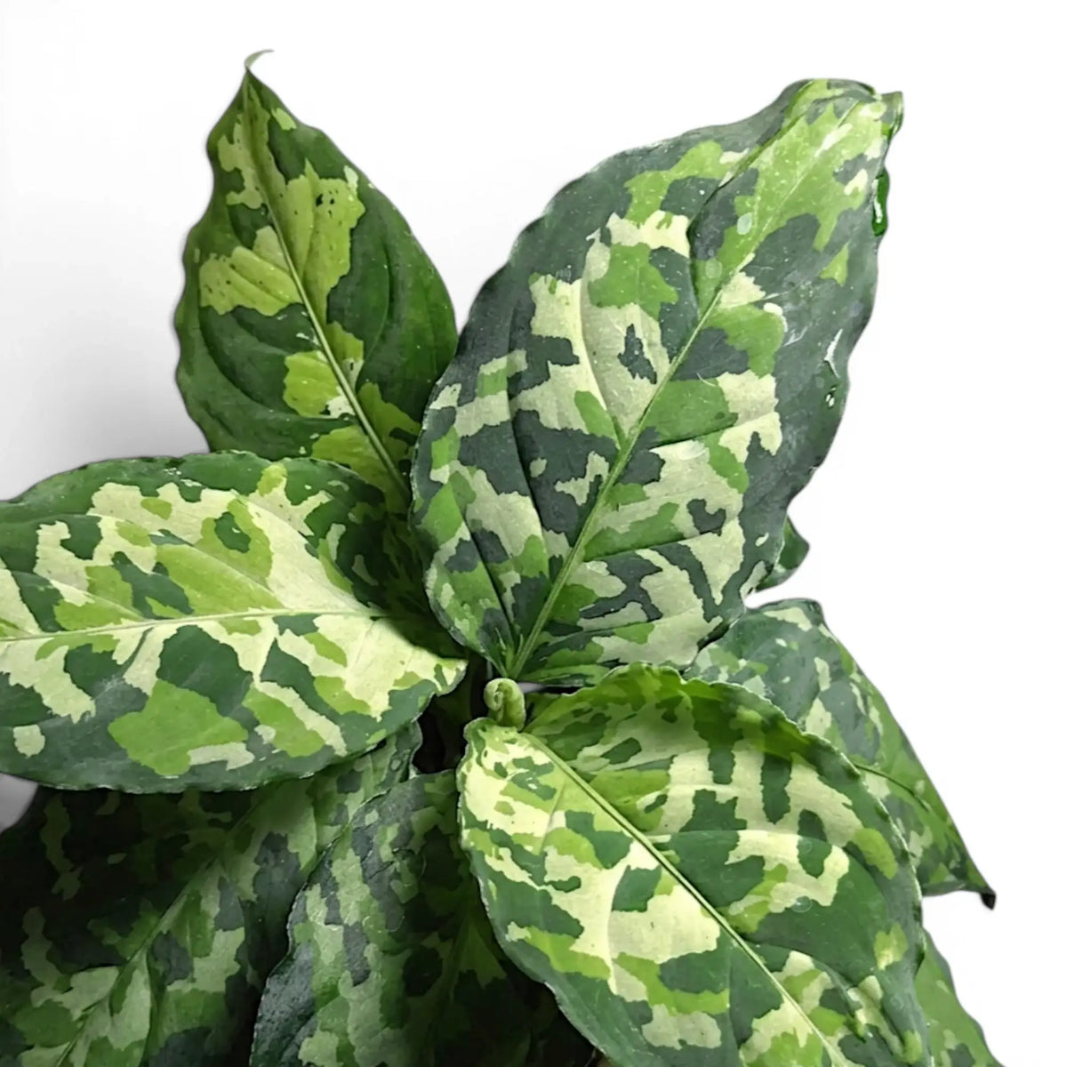 Close-up of Aglaonema pictum 'Tricolor' leaves.