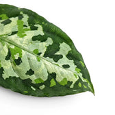 Close-up of Aglaonema pictum 'Tricolor' leaves.